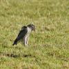 Northern Goshawk